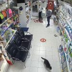 İstanbul’da 3 çocuk veterinere torpil attı: Hayvanlar panikle kaçıştı