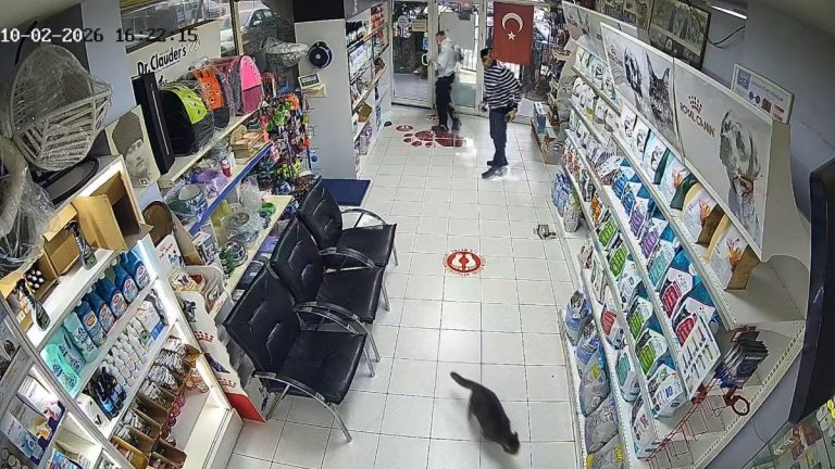 İstanbul’da 3 çocuk veterinere torpil attı: Hayvanlar panikle kaçıştı