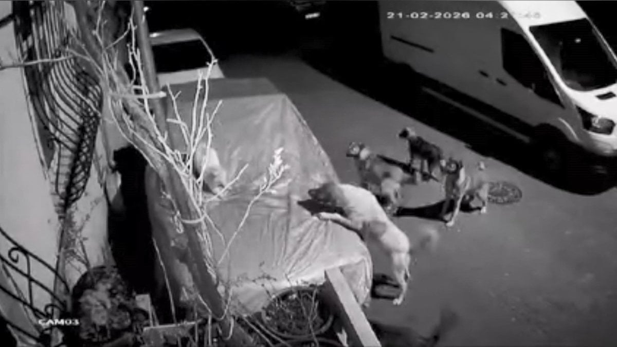 İstanbul’un 2 ilçesinde köpeklerin saldırısını güvenlik kamerası kaydetti