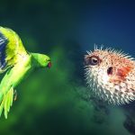 İstilacı türlere karşı yeni dönem: Ulusal liste ve izleme sistemi kurulacak