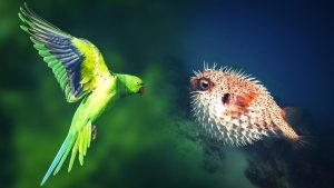 İstilacı türlere karşı yeni dönem: Ulusal liste ve izleme sistemi kurulacak