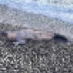 İzmir’de deniz kenarında çocuğa ait cansız beden bulundu