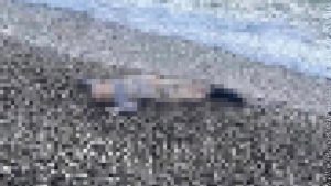 İzmir’de deniz kenarında çocuğa ait cansız beden bulundu