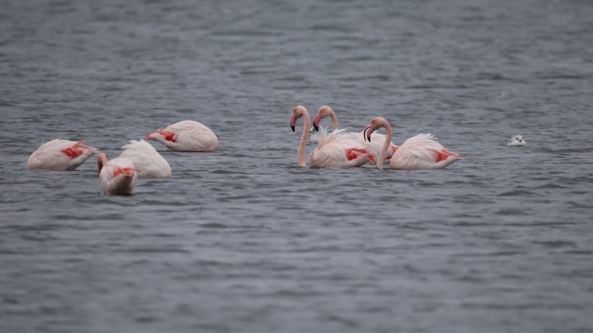 İzmit Körfezi’nde flamingo şöleni