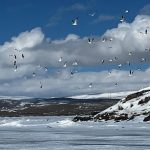 Kars Çıldır Gölü’ne martılar bu kez erken geldi