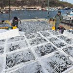 Kırklarelili balıkçılar, 30 ton hamsi avladı