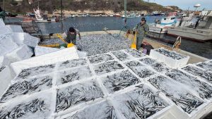 Kırklarelili balıkçılar, 30 ton hamsi avladı