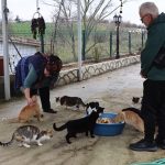 Kırklareli’nde doktor tavsiyesiyle başlayan sevgi, 40 kedilik yuvaya dönüştü