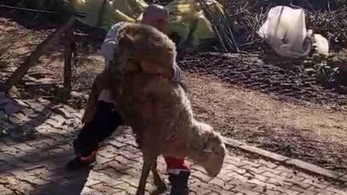 Kocaeli’de koçla güreşen 51 yaşındaki dünya şampiyonu, gençlere ilham oldu