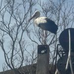 Leylek Köyü’nde erken vuslat heyecanı