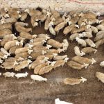 Malatya’da kuzuların anneleriyle buluşma anları