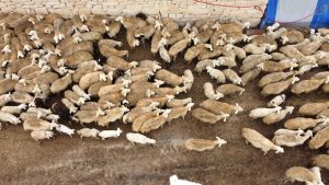 Malatya’da kuzuların anneleriyle buluşma anları