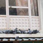 Manisa’da esnaftan anlamlı davranış: Balkonunu kuşlara ayırdı