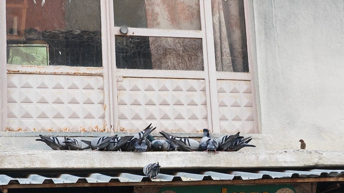 Manisa’da esnaftan anlamlı davranış: Balkonunu kuşlara ayırdı