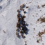 Mardin’de besicilerin karla mücadelesi