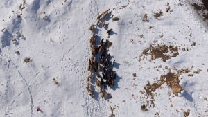 Mardin’de besicilerin karla mücadelesi