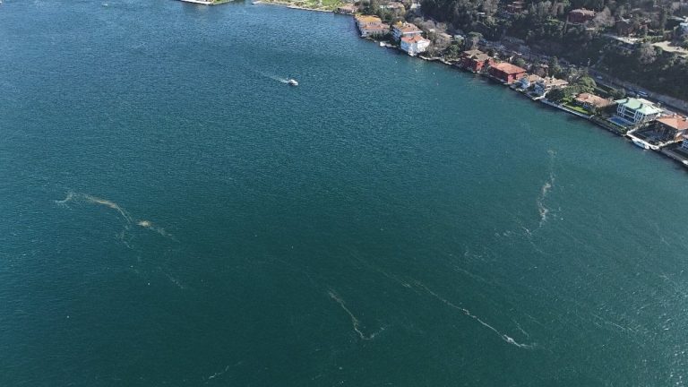 Marmara Denizi’nde yaşanan kirlilik sonrası denizanaları yüzeye çıktı