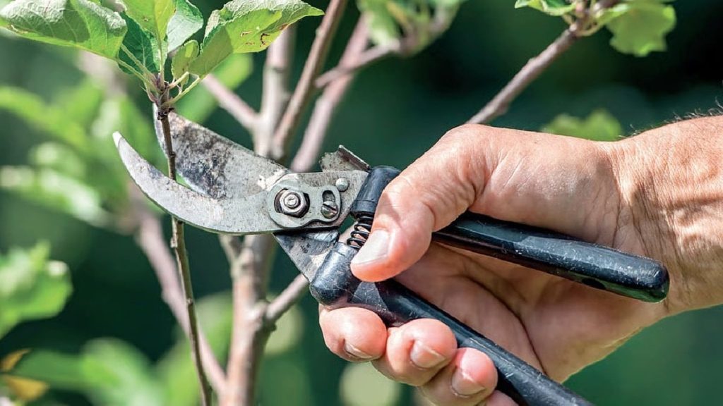 Mart ayı bahçe takvimi: Bahar gelmeden budamanız gereken 3 bitki