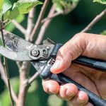 Mart ayı bahçe takvimi: Bahar gelmeden budamanız gereken 3 bitki