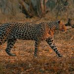 ‘Mashatu: Leoparların Krallığı’, 8 Şubat Pazar Saat 20.00’de National Geographic WILD Ekranlarında!