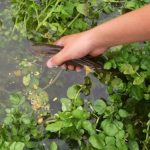 Meğer hazineymiş! Yol kenarı sebzesi 100 puan aldı: Dünyanın en sağlıklısı…