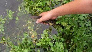 Meğer hazineymiş! Yol kenarı sebzesi 100 puan aldı: Dünyanın en sağlıklısı…