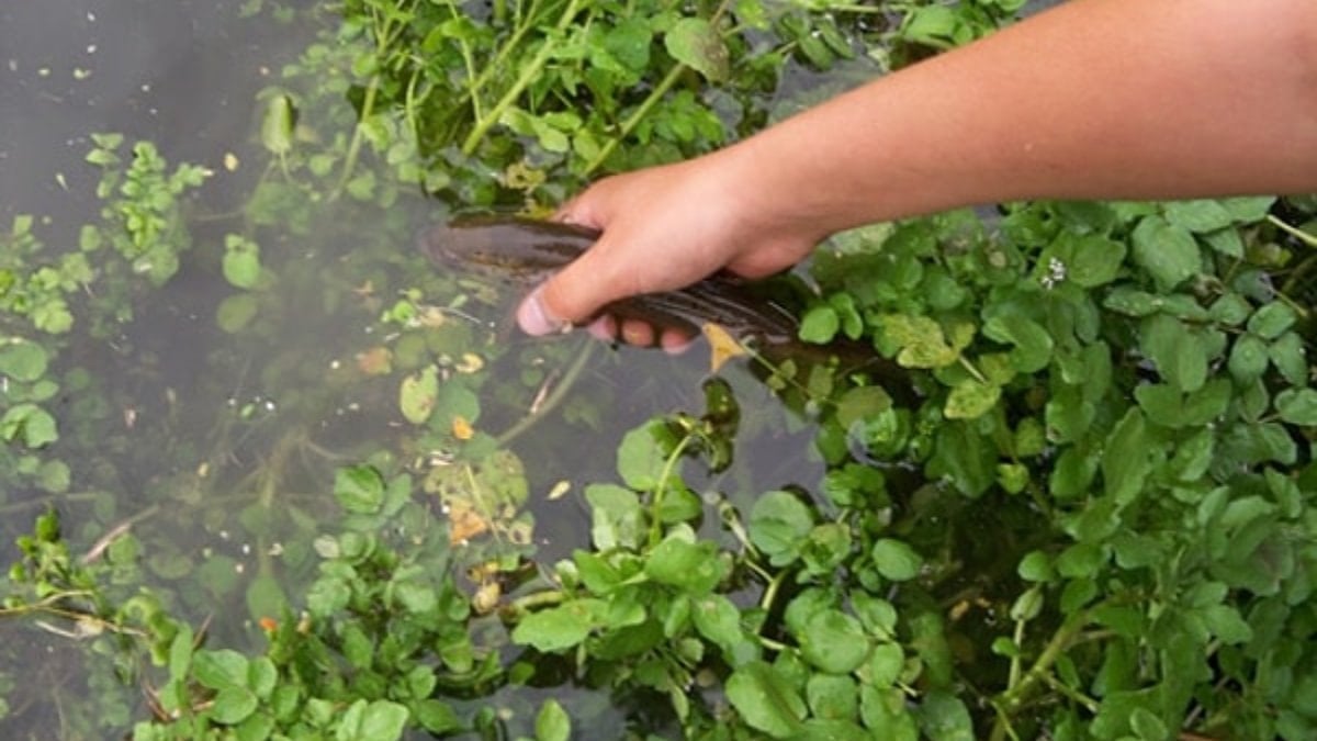 Meğer hazineymiş! Yol kenarı sebzesi 100 puan aldı: Dünyanın en sağlıklısı…