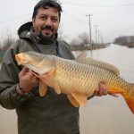 Meriç Nehri’nin taşmasıyla bazı vatandaşlar tarlasında canlı sazan balığı yakaladı