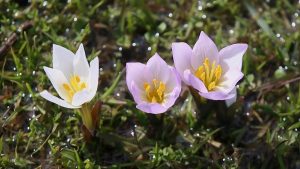Muş Ovası’nda çiğdemler baharı müjdeledi