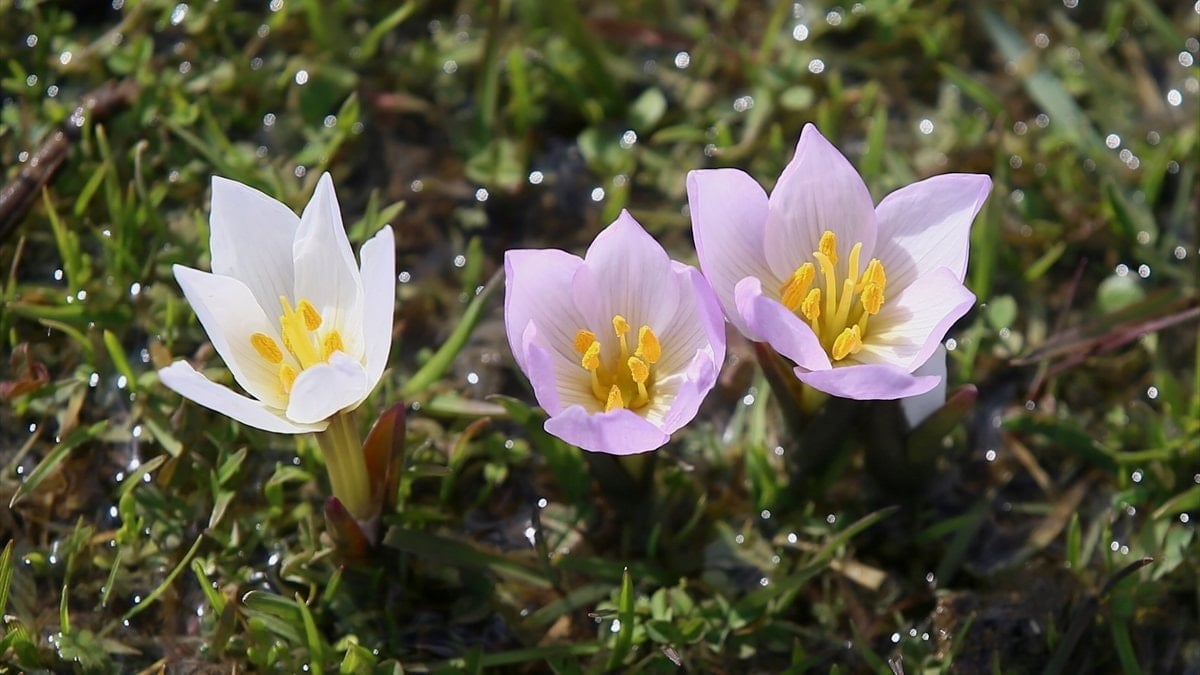 Muş Ovası’nda çiğdemler baharı müjdeledi