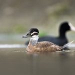 Nesli tükenme tehlikesi altındaki dikkuyruk ördekleri Kocaeli’de objektiflere yansıdı