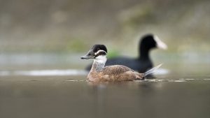 Nesli tükenme tehlikesi altındaki dikkuyruk ördekleri Kocaeli’de objektiflere yansıdı