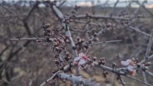 Nevşehir’de şubat ayında badem ağacı çiçek açtı