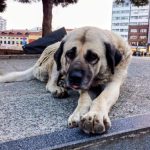 Samsun’da bir yılda 60 bin ev hayvanı kimliklendirildi