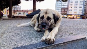 Samsun’da bir yılda 60 bin ev hayvanı kimliklendirildi