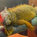 Samsun’da kaçak getirilen egzotik hayvanlar koruma altında