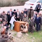 Samsun’da yaralı pelikanlar yeniden kanat çırptı