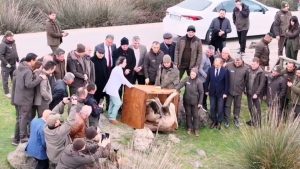 Samsun’da yaralı pelikanlar yeniden kanat çırptı