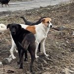 Şanlıurfa Valisi Hasan Şıldak, kentteki bütün sokak hayvanlarının toplatıldığını açıkladı