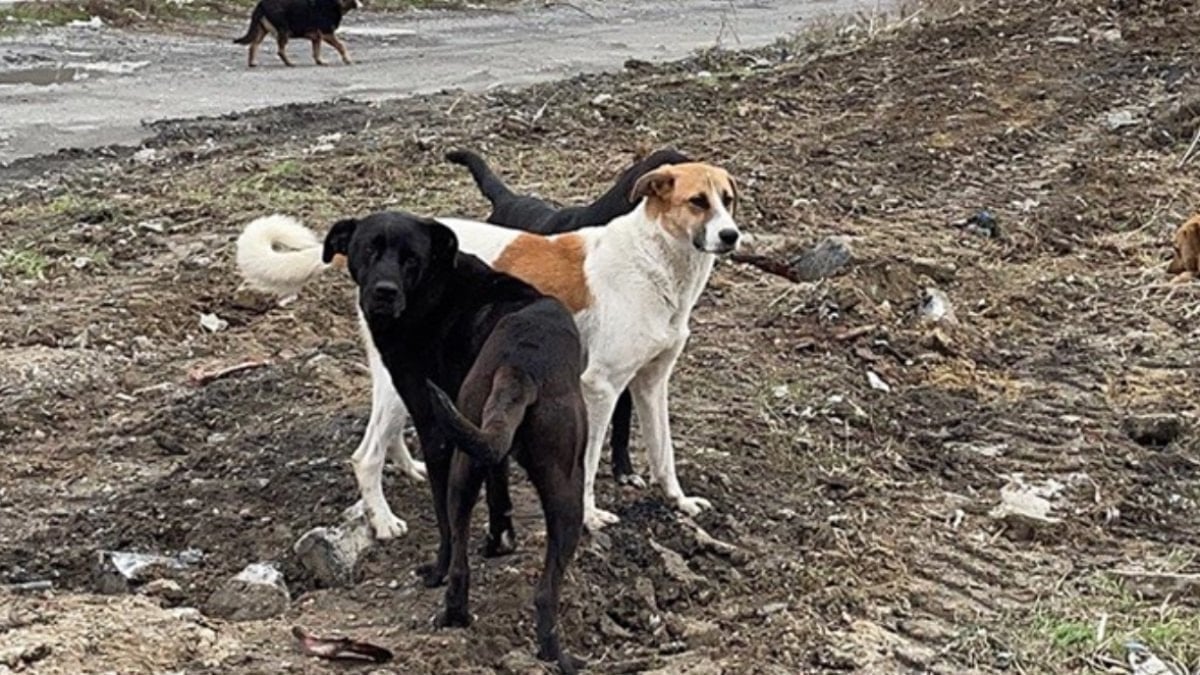 Şanlıurfa Valisi Hasan Şıldak, kentteki bütün sokak hayvanlarının toplatıldığını açıkladı