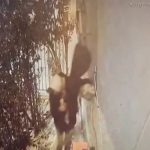 Şanlıurfa’da derneği soyan hırsız kamerada