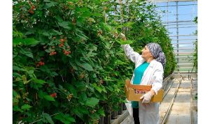 Seralarda sel felaketine Elara Tarım’dan dirençli çözüm