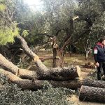 Şiddetli Fırtına Nedeniyle Yaşanan Olumsuz Durumlara Milas Belediyesi Anında Müdahale Etti