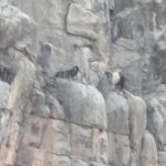 Siirt’te kayalıklarda mahsur kalan 2 keçi 4 gün sonra kurtarıldı