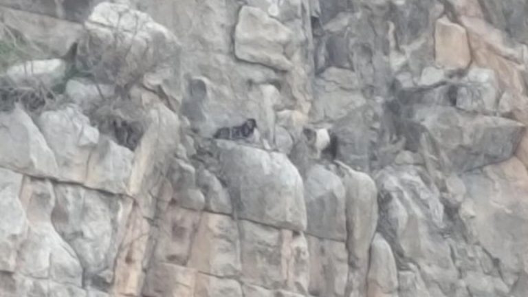 Siirt’te kayalıklarda mahsur kalan 2 keçi 4 gün sonra kurtarıldı