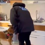 Son yılların en kapsamlı narkotik operasyonu: 13 şüpheli gözaltına alındı