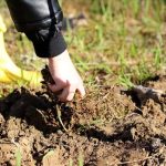 Şubat’ta ekilecek bitkiler: İster saksıya, ister bahçeye! İşte o liste…