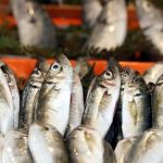 Şubat’ta hangi balık yenir? İşte tam mevsimi olan balıklar…