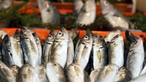 Şubat’ta hangi balık yenir? İşte tam mevsimi olan balıklar…