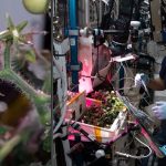 Uzayda domates yetiştirilir mi? Çin’den dikkat çeken hasat görüntüleri